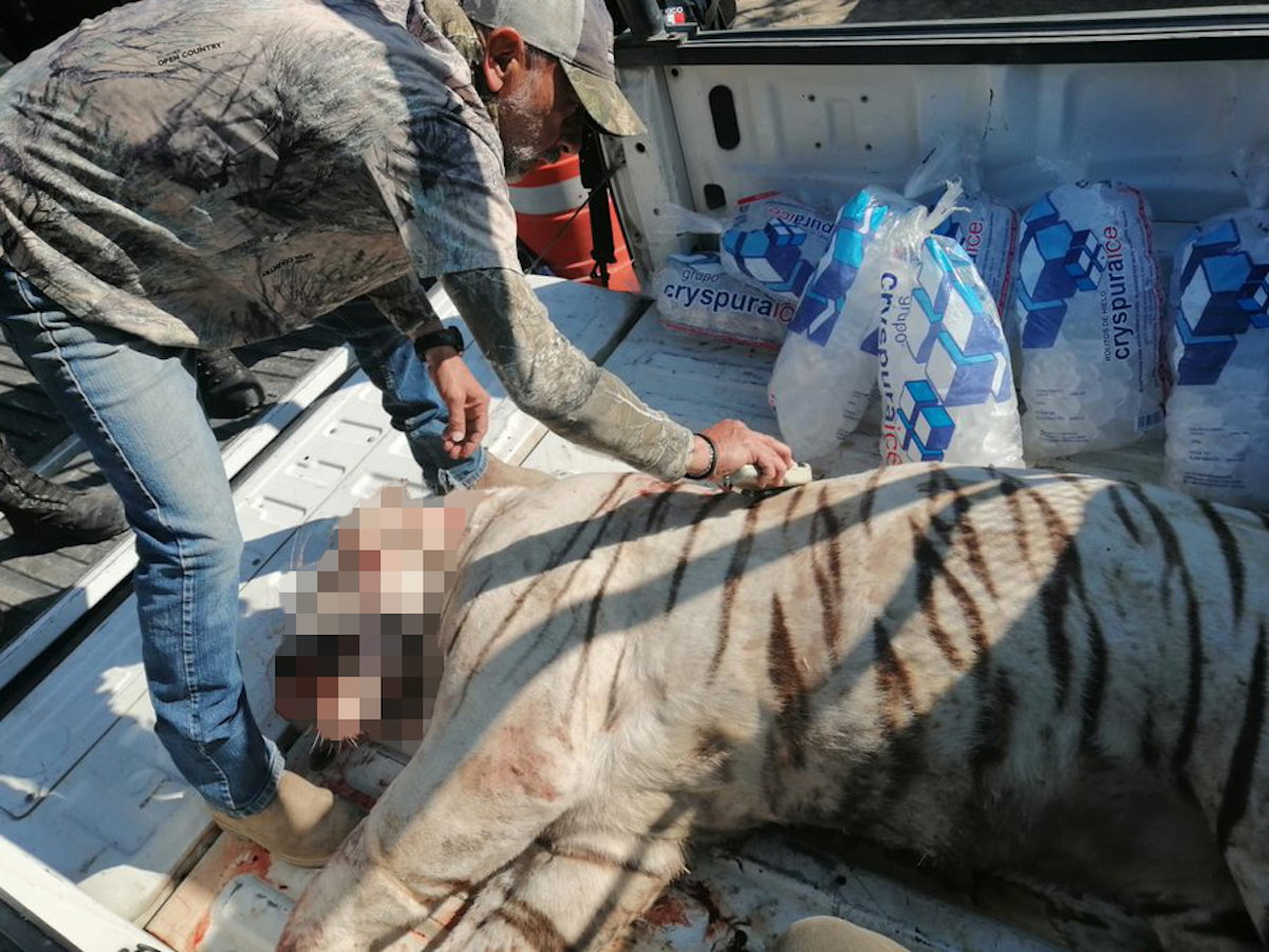 Difunden fotografía del tigre sacrificado por policías en Querétaro 