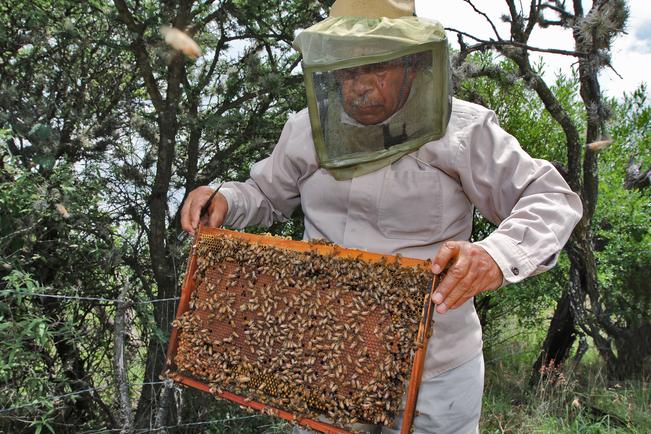 Explicó que existen muchas causas de la desaparición de las abejas, desde la contaminación y la sobreexplotación, entre otros.