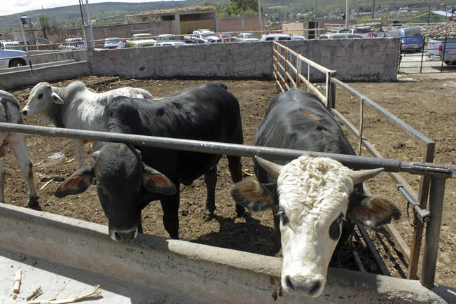 Rechazan impuesto a venta  de ganado en Ezequiel Montes 