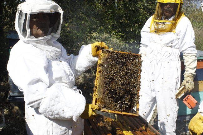 Miel de abeja, Fomento Ap&iacute;cola, Protecci&oacute;n al Proceso Polinizador, Aprobaci&oacute;n, Producci&oacute;n de miel, Ap&iacute;culas