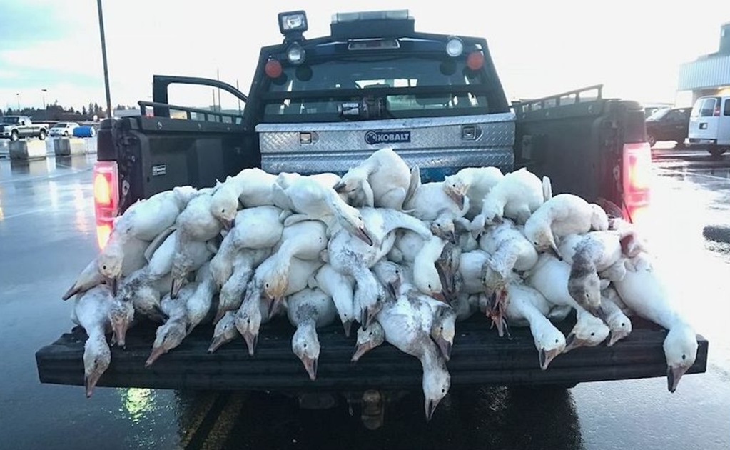 M&aacute;s de 100 gansos fueron hallados muertos en las calles de Idaho, Estados Unidos