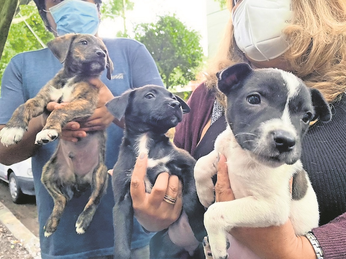 Ya hay seguros para perros; alcanzan los 5 mil pesos anuales