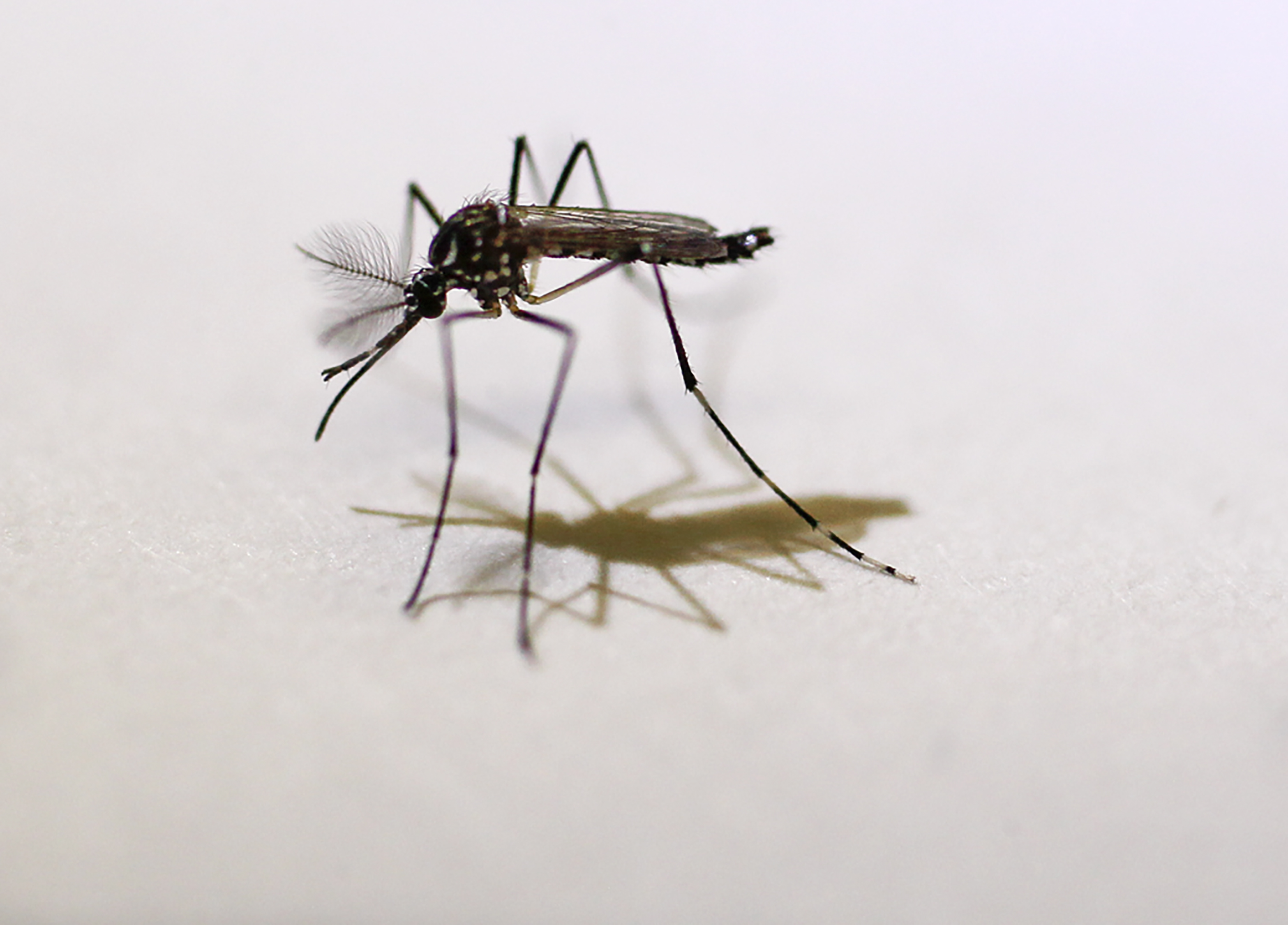 Evita el dengue: elimina cacharros y acumulaci&oacute;n de agua en patios