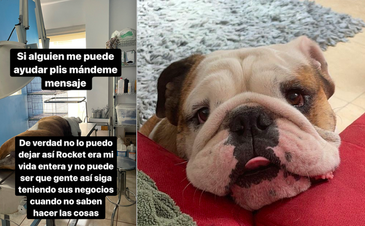 Lomito muere en la veterinaria; lo hab&iacute;an llevado a un ba&ntilde;o en Juriquilla