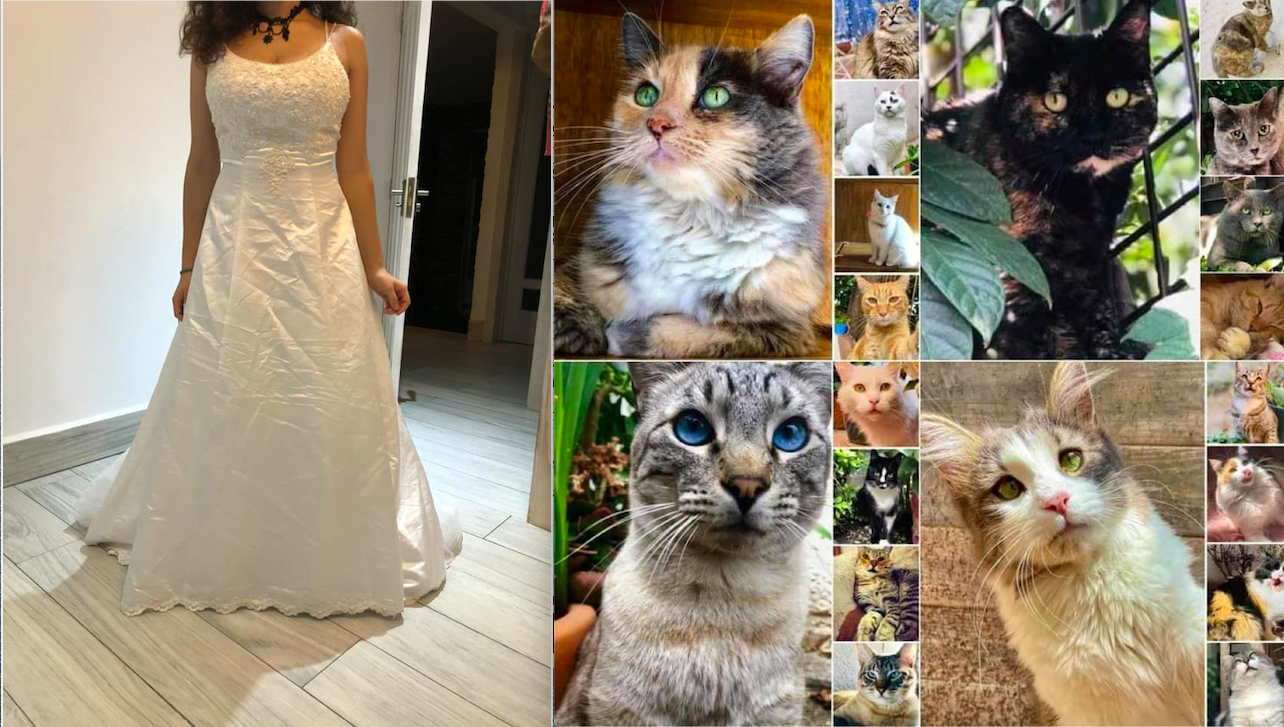 Cambia vestido de novia por alimento para gatos en Quer&eacute;taro