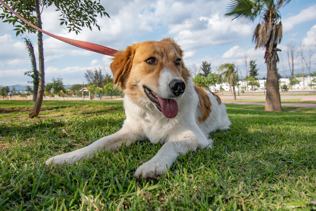 Lanzan curso de adiestramiento canino gratuito en Quer&eacute;taro