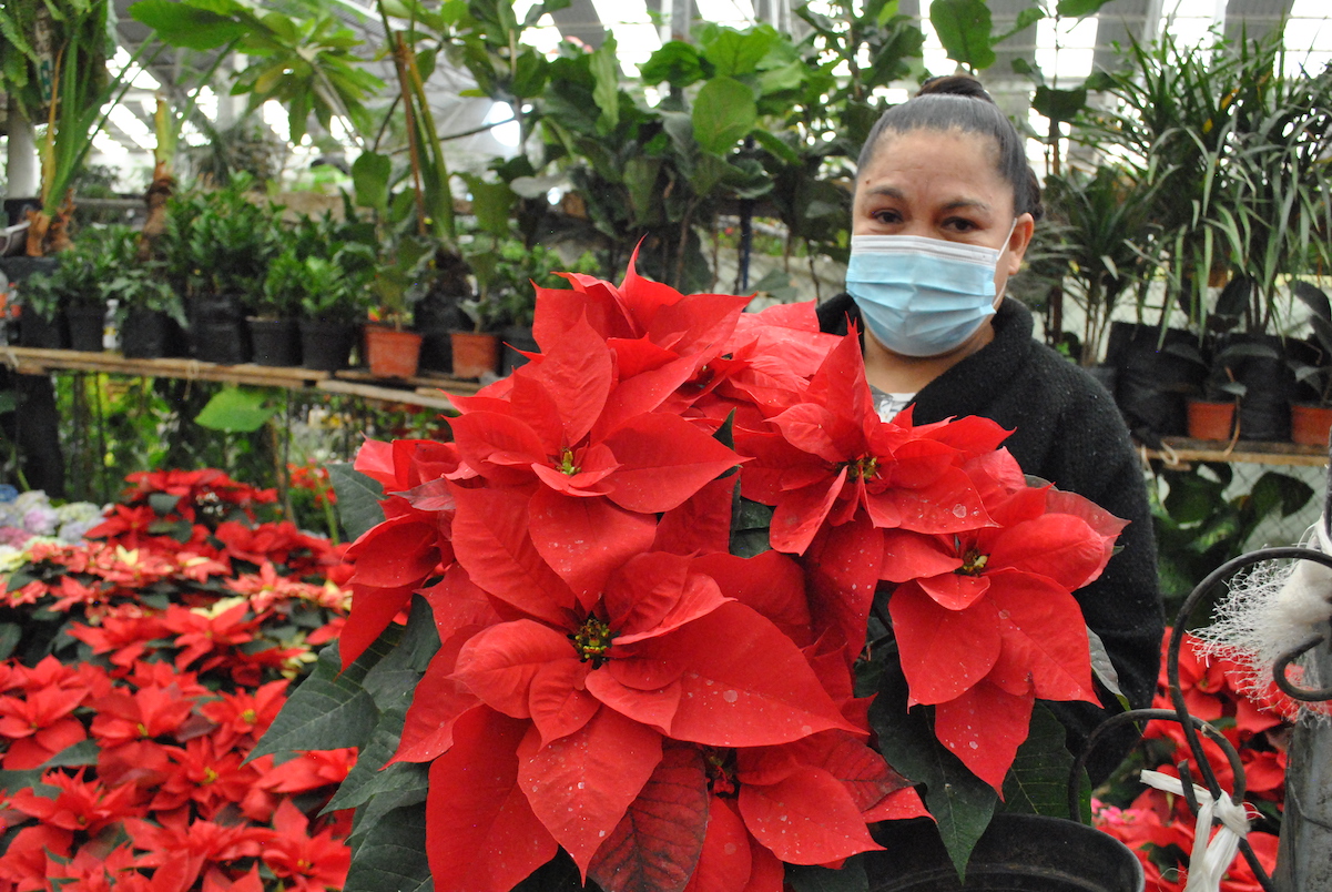 Nochebuena, la flor de las fiestas decembrinas sobrevive a la pandemia del Covid-19