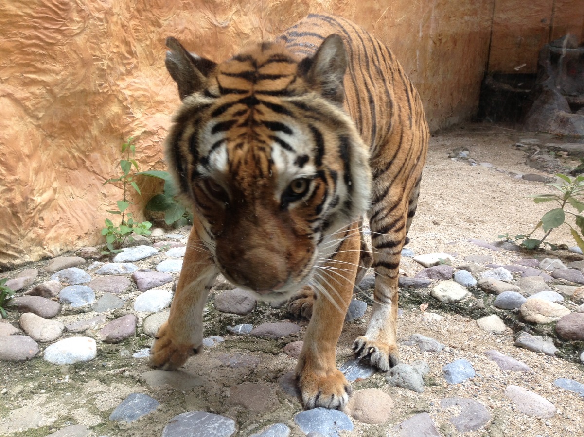 Buscan a un tigre que anda suelto en Apaseo El Grande, Quer&eacute;taro