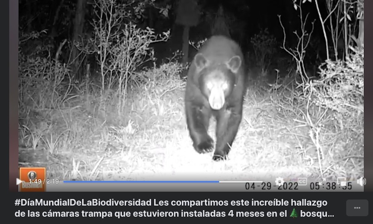 Captan un oso y un puma en el Bosque de Niebla, en los l&iacute;mites de San Luis Potos&iacute; con Quer&eacute;taro