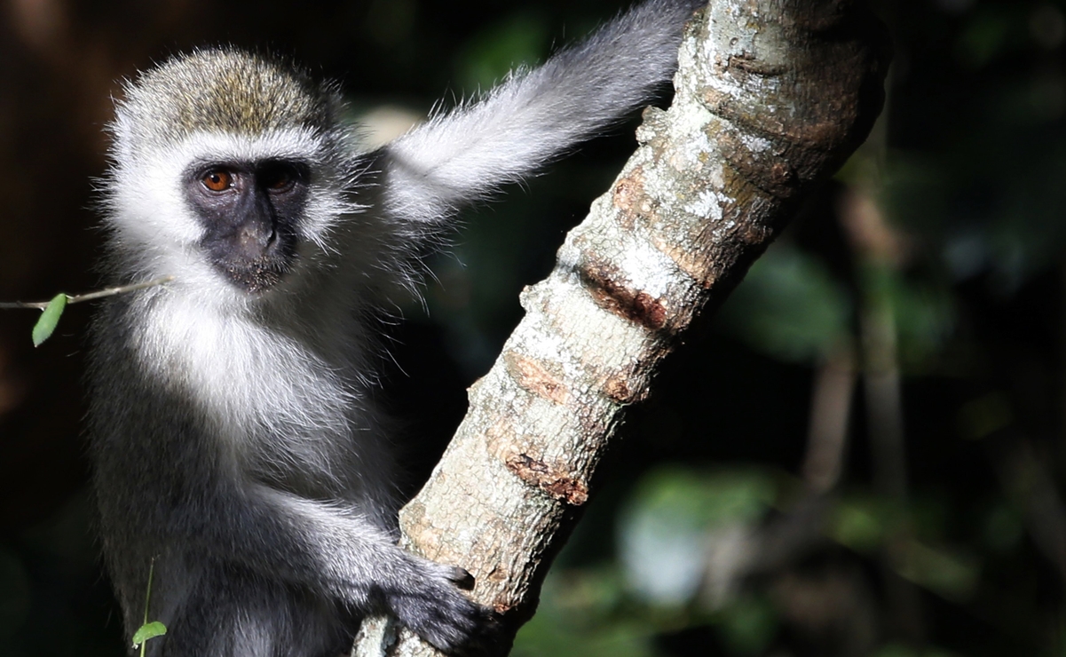 OMS busca cambiar nombre a viruela del mono por ser &quot;discriminatorio y estigmatizante&quot;