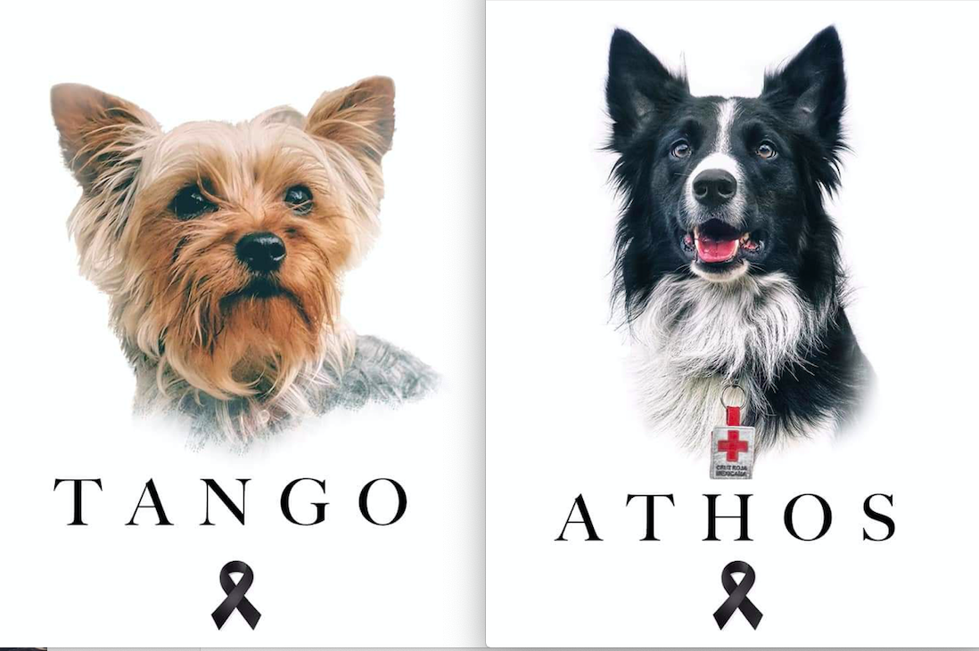 Ya hay fecha para el juicio de Athos y Tango; los perritos rescatistas envenenados en Quer&eacute;taro