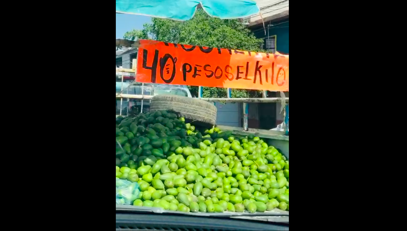 Venden a 40 pesos el kilo de aguacate en Quer&eacute;taro