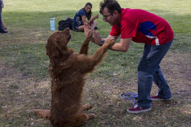 Dar&aacute;n cursos de adiestramiento canino gratis